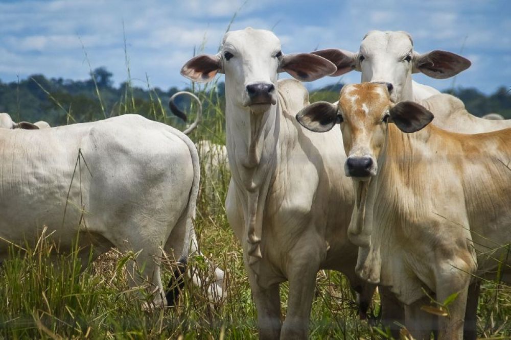 A pecuária também contribui para o crescimento dos índices econômicos