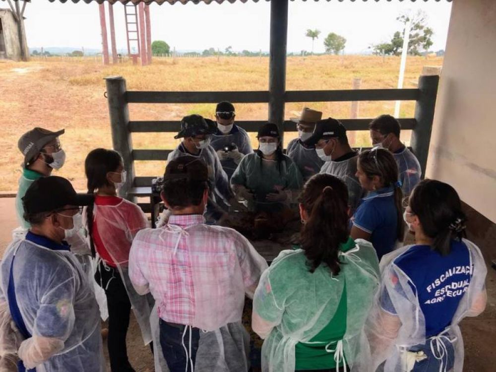 Aula prática do Programa de Sanidade Avícola, em Marabá durante o Treinamento em Defesa Animal