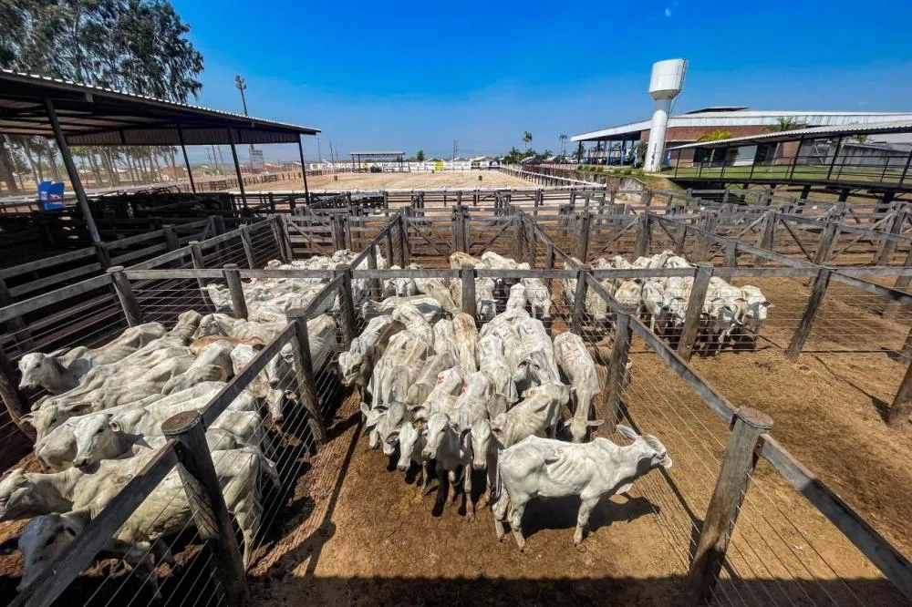 Foto: Bruno Cruz / Agência Pará