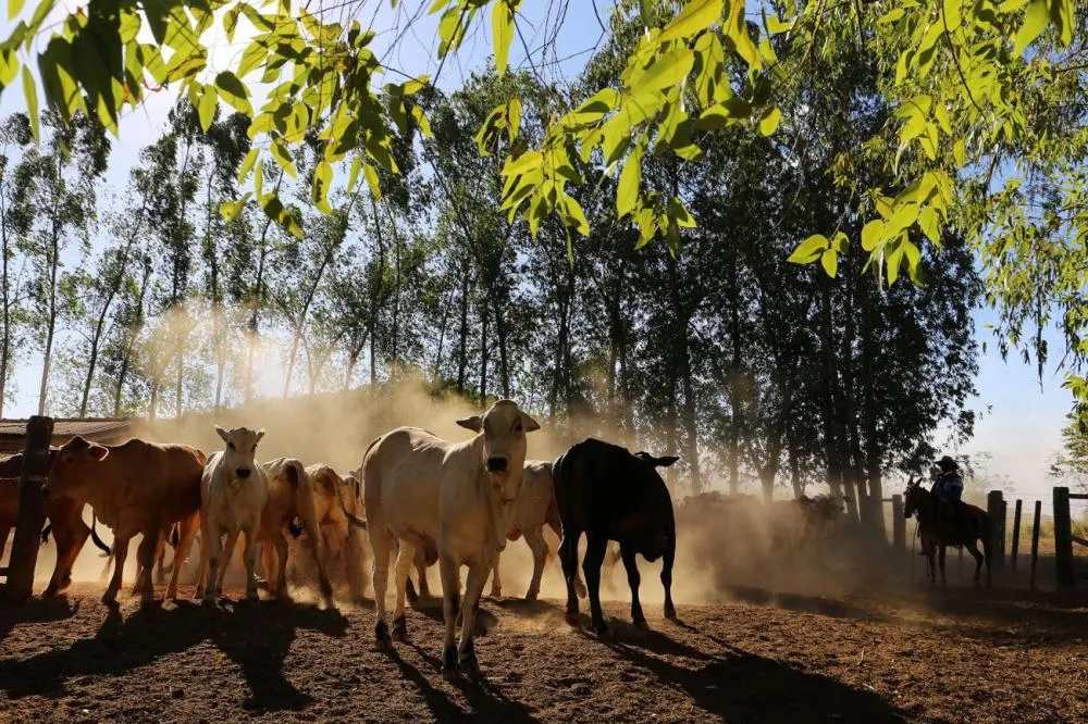 Foto: Bruno Cecim / Ag.Pará