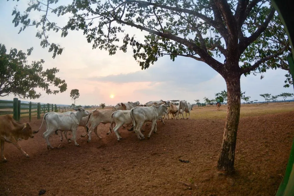 Foto: Divulgação / Agência Pará