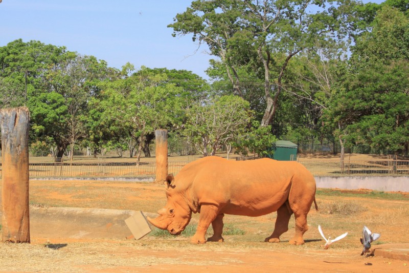 Técnica de enriquecimento ambiental melhora a saúde de animais no Zoo