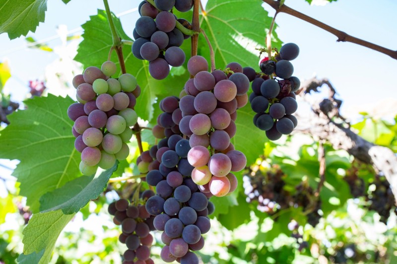 Distrito Federal oferece condições favoráveis para produção de uvas