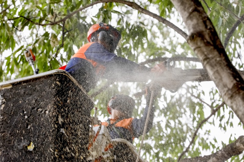 Mais de 81 mil podas de árvores foram feitas no DF em 2022