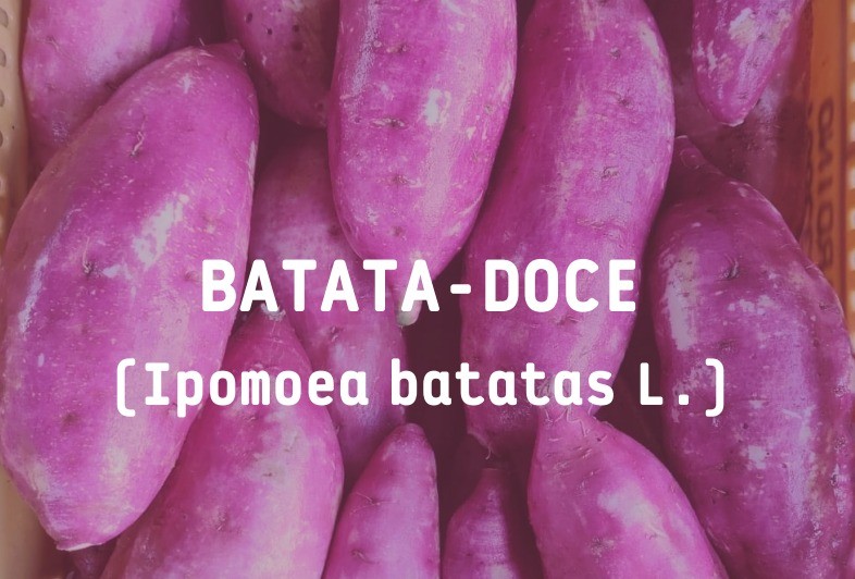 Batata-doce é tema de Manual de Classificação de Frutas e Verduras