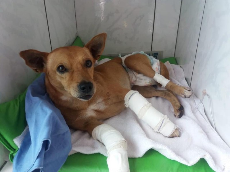 DF terá a primeira delegacia de proteção animal do país