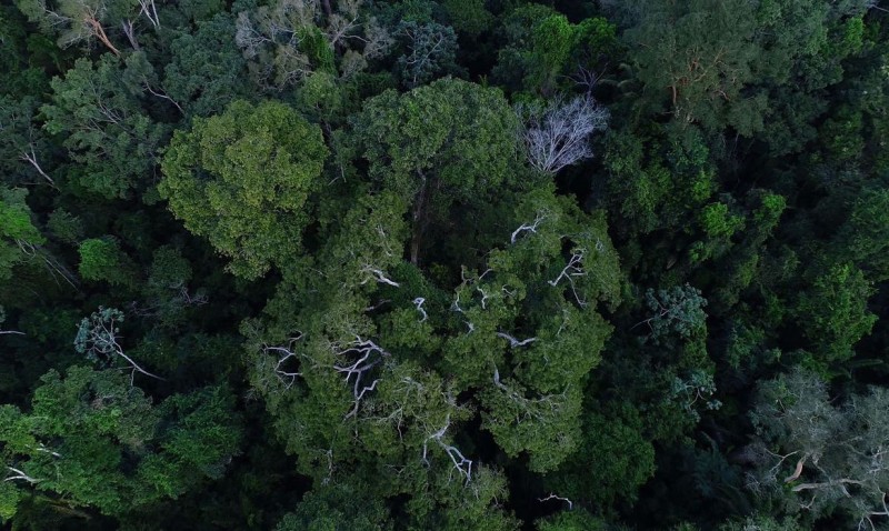 Sai resultado final de projetos selecionados para a Iniciativa Amazônia +10
