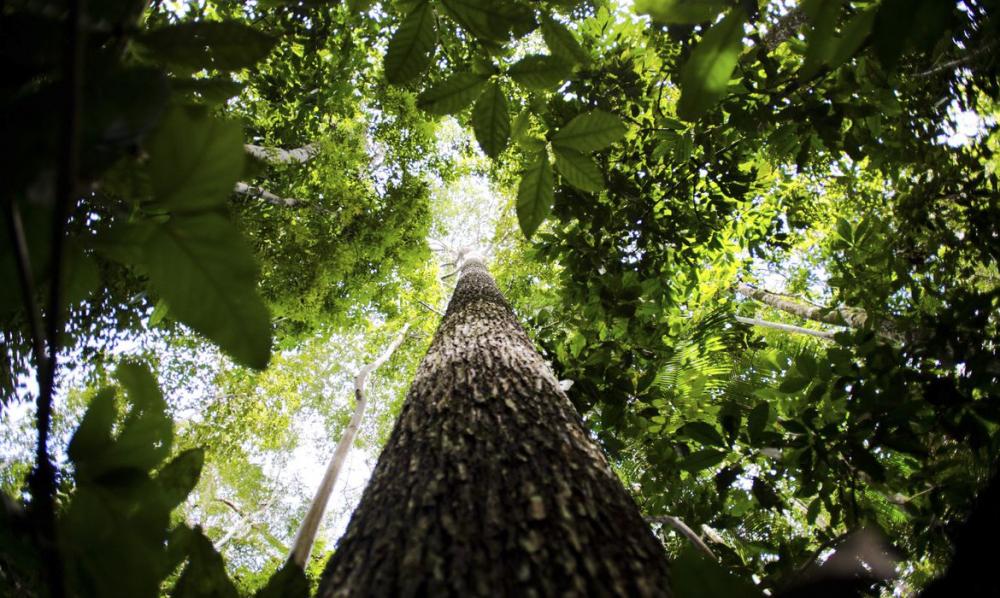 Programa vai formar empreendedores que apoiem floresta amazônica