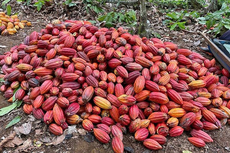Adepará trabalha para proteger a cacauicultura paraense, uma das cadeias produtivas mais importantes do Estado / Foto: Divulgação