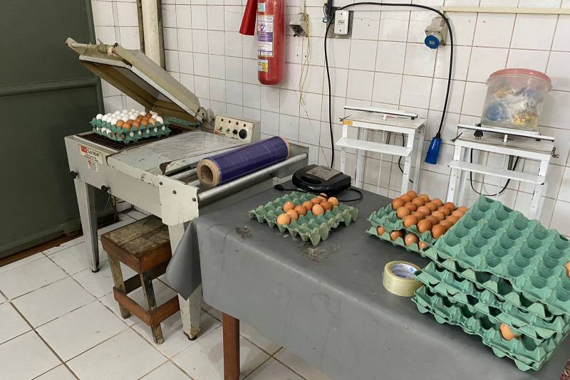 Fiscais agropecuários da Adepará flagram linha de produção de ovos clandestinos em Belém