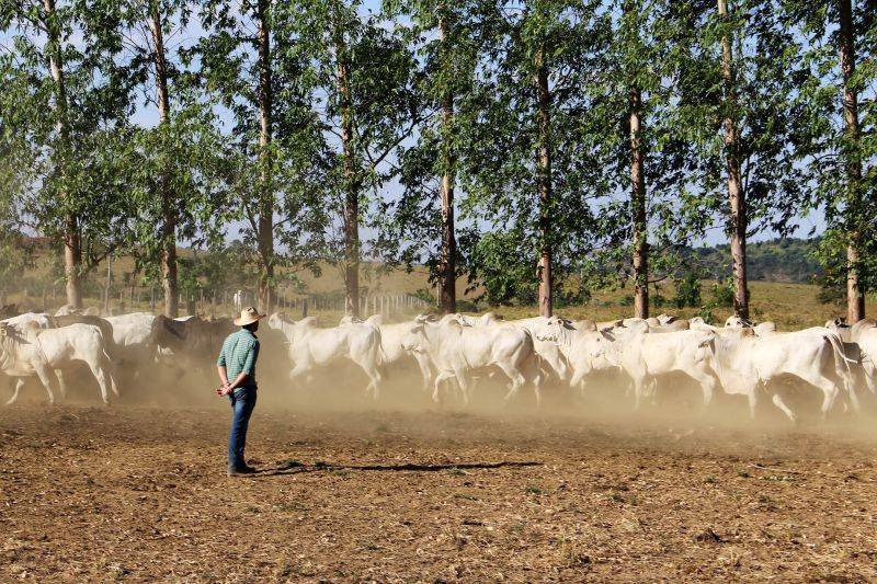 Pará retoma exportação de carnes para a China após ações sanitárias da Adepará