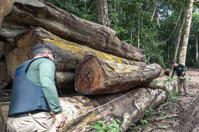 Operação Curupira apreende mais de 500 toras de madeira em Novo Progresso