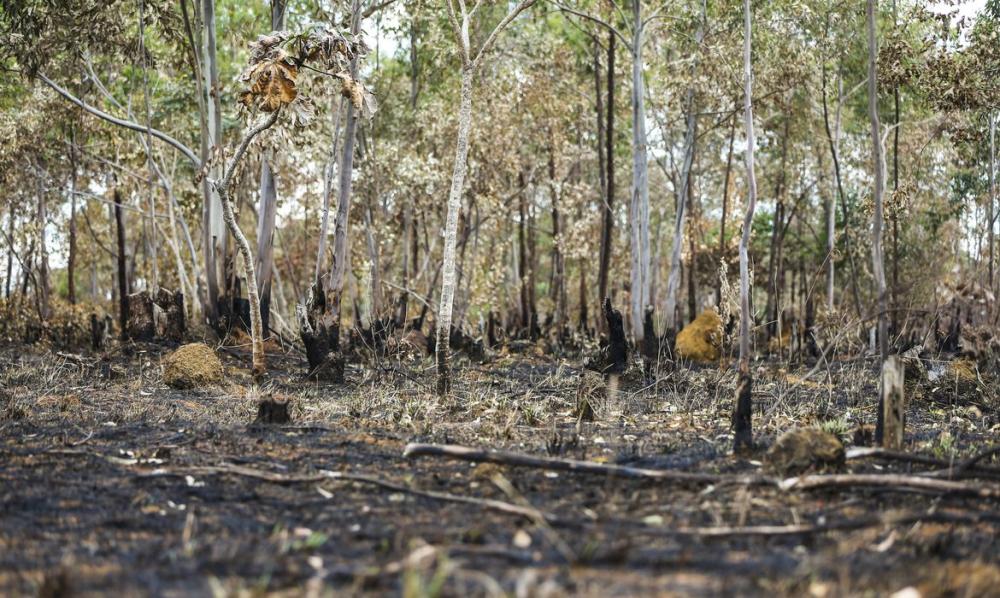 Inpe: desmatamento aumenta no Cerrado e cai na Amazônia