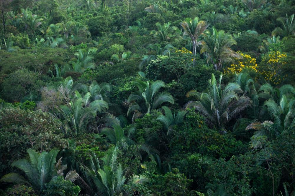 Rede Transformar seleciona projetos de proteção do bioma Amazônico