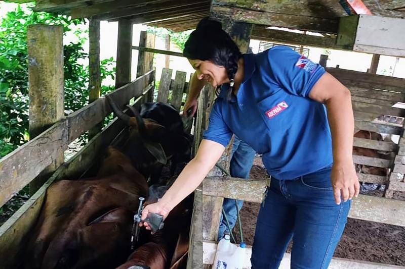 Vacinação contra febre aftosa é prorrogada até o dia 30 de junho