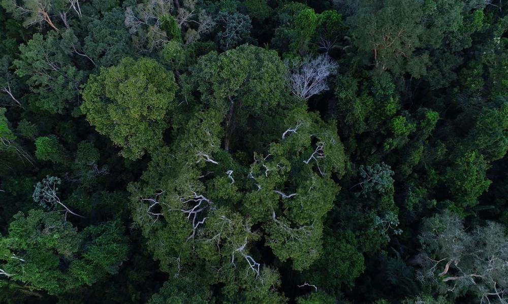 Belém sedia Diálogos Amazônicos a partir desta sexta-feira