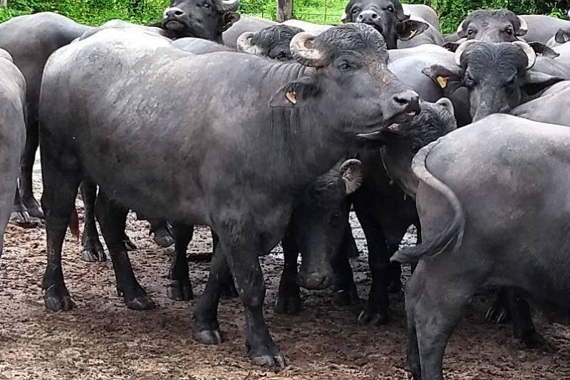Meta da vacinação contra Febre Aftosa é imunizar mais de 600 mil animais no Marajó