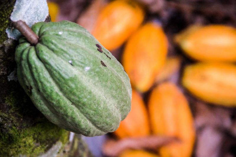 Pará investe na produção de cacau como incentivo à bioeconomia