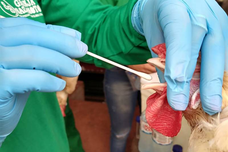 Governo do Estado declara estado de emergência sanitária para Influenza Aviária no Pará