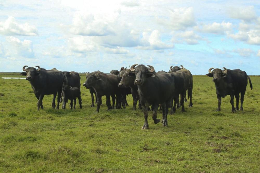 Com o apoio da Emater, Festival de Búfalo inova a culinária de Parauapebas 