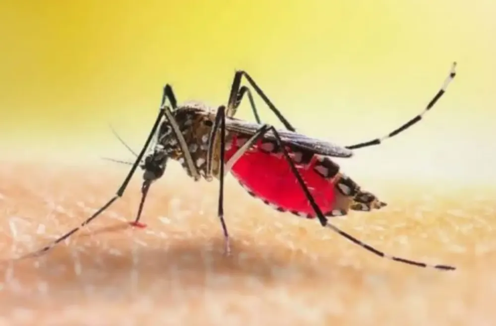 Aedes aegypti é o nome da principal espécie que transmite os vírus da dengue, o vírus causador da febre chikungunya e zika / Foto: Divulgação