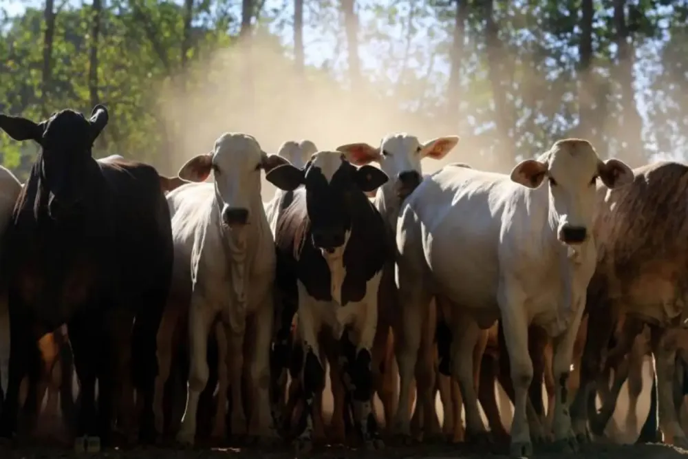 Nos sete primeiros meses deste ano o Estado embarcou 370,77 mil cabeças de gado. / Foto: Bruno Cecim/Arquivo/Agência Pará