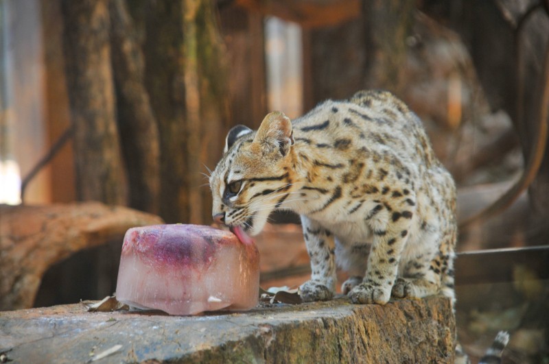 Zoo de Brasília distribui picolés para os bichos em dias de calorão