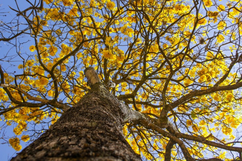 De outubro a março, serão plantadas 100 mil mudas no DF