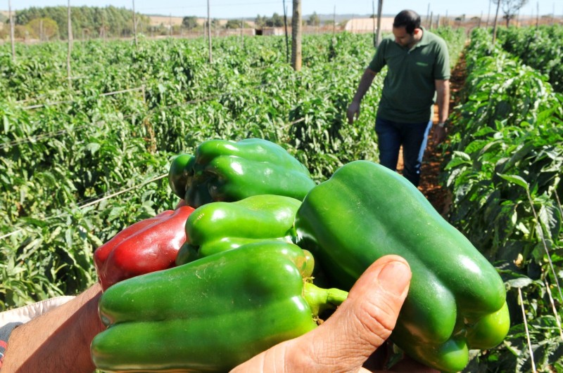 Projeto une consumidores e agricultores a favor da produção sustentável