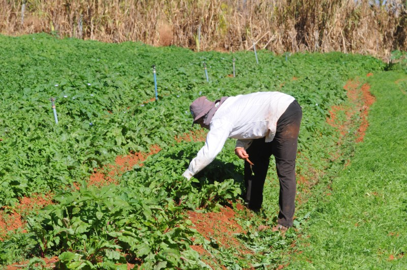 GDF destina R$ 23 milhões para comprar alimentos da agricultura familiar