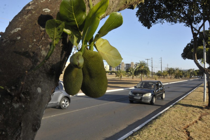 Com 950 mil árvores frutíferas de 35 espécies, DF é pomar a céu aberto
