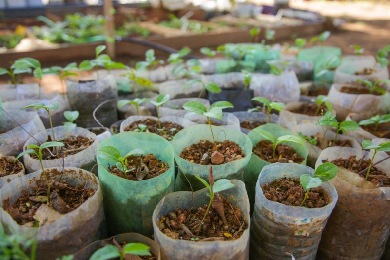 Projeto fornecerá plantas medicinais para a comunidade
