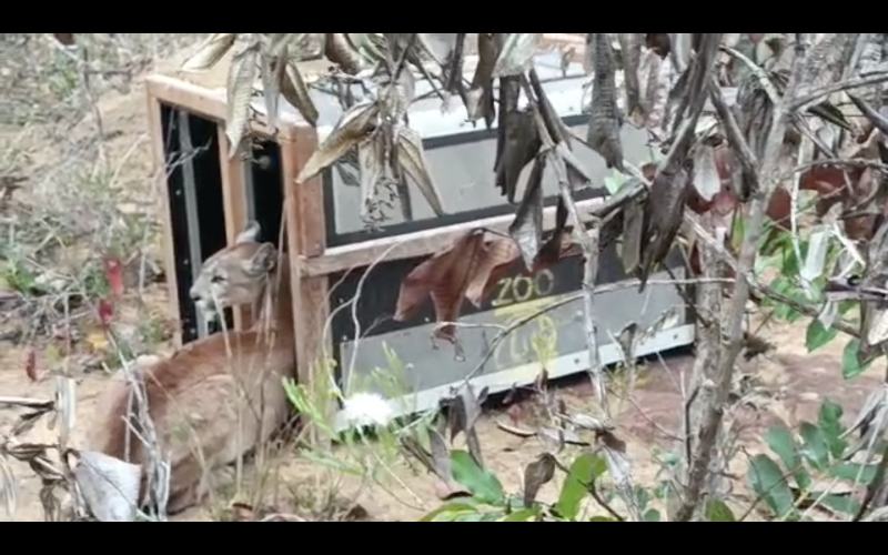 Onça é devolvida à natureza em Águas Emendadas