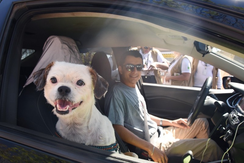 Vacinação de cães e gatos registra recorde